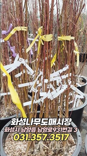 #복숭아나무#복숭아묘목#백도#황도#천도#딱딱이복숭아#신비#엘바트#천중도#마도카#용택골드#유실수#과실수#과일나무#나무묘목