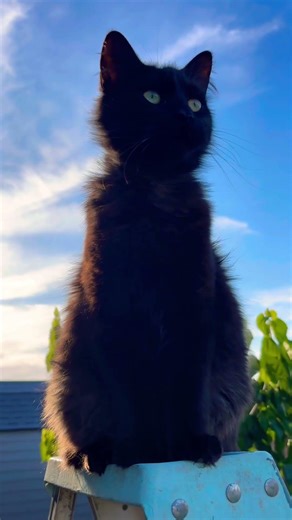 🖤🖤PANTERA 🖤🖤 #cat #miradacanina #shortvideo #cute #soydelos7mil #cuteanimal