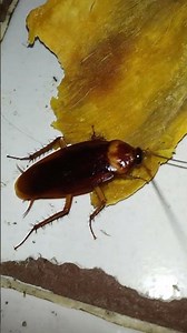 kecoa besar galau tapi tetap makan 🤣