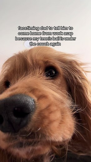 English Cocker Spaniel's Adorable Tennis Ball Misadventure