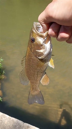 June 2, 2026 Kentucky creek fishing catch #2!