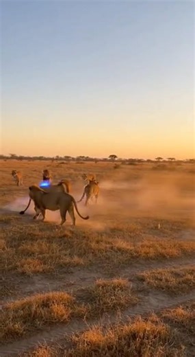 The pig Scares Off Lions in the Wild! #animals #funny #shorts