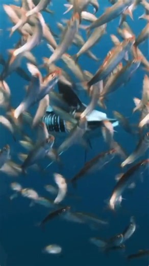 The striped marlin view🌊🌊🌊🐟 #fishviralvideo #offshorefishing #fishinglife | Offshore Hunter tv