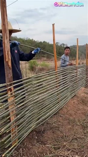 Farmers build bamboo fences for the tea garden