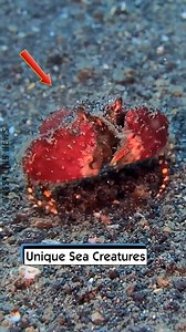 459K views · 5.8K reactions | Unique Sea Creatures | Wrestling News | Facebook