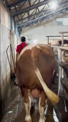 Simmental Breeding Instinct Activated 😳🐂