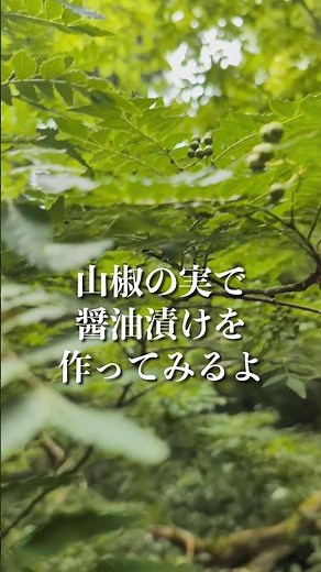 山椒の実の醤油漬けを初めて作るよ🧑‍🍳先輩方、アドバイスよろしくお願いします🙏 #山菜 #山椒 #山椒の実 #実山椒 #醤油