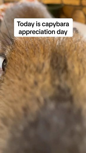 Happy capybara appreciation day! 😍 #capybara #capybaras #capybarasofinstagram #animals #animalsofinstagram #cute #cuteanimals | Dark Wings Wildlife & Education