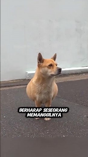 Anjing Ini Pura-Pura Punya Pemilik Setiap Hari… Kisahnya Bikin Haru 🥺😭