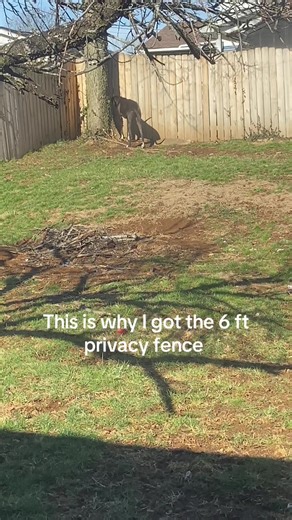 Why a 6 ft Privacy Fence is Essential for Dog Owners