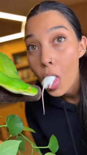 Status on Instagram: "One Way to Feed a Snake 🐍 #reptile #snake"