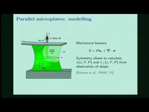 Dr. Jocelyn Etienne | Rheology of actomyosin and emergent mechanical properties of cells