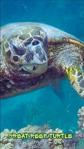 Hawksbill Turtle #hawksbill #seaturtles #hawksbill #turtle #reptile #tortilla #underwater #animals