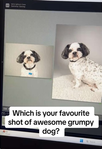 Loved shooting and editing these shots from a recent pet portrait studio shoot at @bohophoto Which one is your favourite? #petphotography #petportraits #honiton #studiophotos