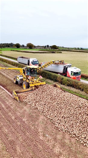 Here is Craven Transport with their Ropa maus. They are loading sugar beets onto wagons which will then be delivered to British Sugar. #Sugarbeet #BackBritishFarming #ThoresbyFarming | Pro Horizon Farming Content