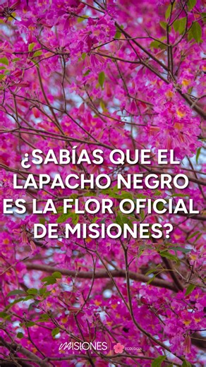 🌸Los lapachos, con su inconfundible flor rosa, pintan de color nuestras calles, plazas y selvas urbanas. 🩷 Más que un árbol, son un símbolo de identidad y de vida, uniendo cultura, biodiversidad y orgullo misionero. 🌷El lapacho, flor provincial de Misiones, nos recuerda la fuerza y la belleza de nuestra tierra roja. | Ministerio De Ecología