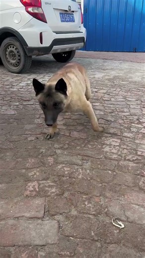 #小狗狗能有什么坏心思呢 #喜爱度激励计划 #萌宠成精了