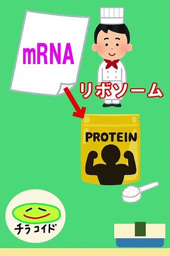 【コドン表】mRNAからタンパク質を作る過程をわかりやすく解説！ #short #shorts