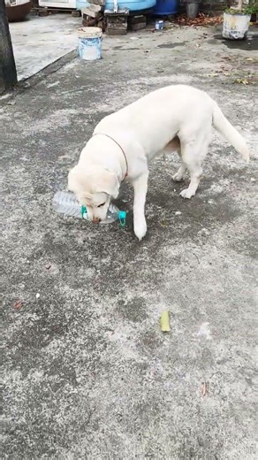 March 18, 2026 MERE VIDEO DAILY ATE HEI MY FRIEND🥰❤️,#tranding #funny #vlog #video #labrador #YT