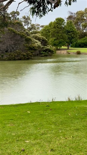 A gentle spring rain is a welcome refresh for the garden today and the ducks are loving it! #novemberrain #littlehousebythebay #springrain #fleurieuliving #portelliot #coastallifestyle #ducklife🦆 #naturelover #gardenrefresh | Jo Brown