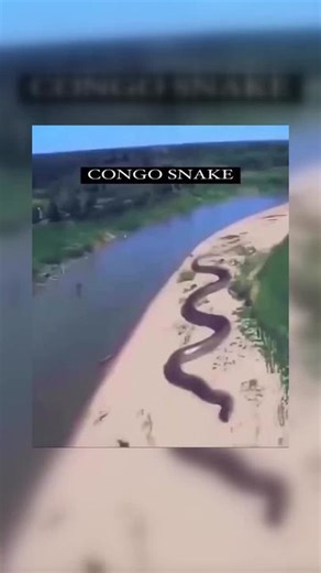 READ BELOWWhat appears to be a 50 foot giant snake was spotted from a helicopter flying over central Africa. Do you think this is real Prior to this sighting In 1959, Remy Van Lierde served as a Colon