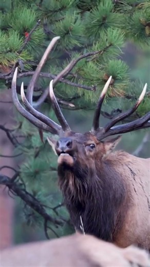 The Most Powerful Sound in the Forest: Bull Elk Bugling