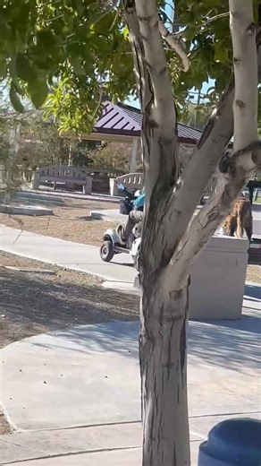 THIS🙌!!! Such an incredible touching sight to see-the total immense amount of love and support between this amazing man and his gentle giant St. Bernard❤️! I witnessed this gentleman stop to let the kiddies pet his beloved companion and the total tail wagging joy of his wonderful dog loving all the time and attention. I waited to capture this moment of them getting back on course to make more rounds together 💖!! | Jennifer Gatti