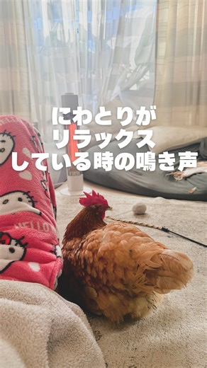 のぞみーる | 【保護にわとり生活🐓】 にわとりだって甘えたいんだ🫶🏻💓 ———————————— 保護にわとりの母ちゃん「のぞみーる」です🐓 菜食100%のレシピや動物の真実を発信しながら💡 エシカルライフの始め方をお教えします✍️ #vegan #ヴィーガン... | Instagram