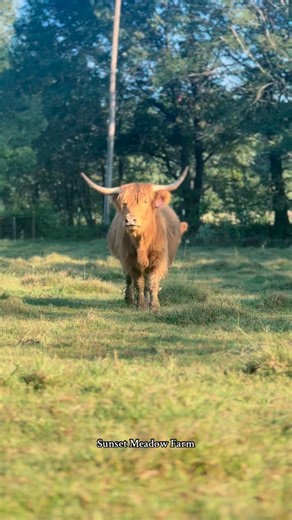 Midway Meadows Lexi was on babysitting duty this evening. | Sunset Meadow Farm