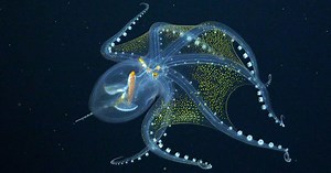 Ethereal 'Glass Octopus' Captured On Camera By Deep-Sea Scientists