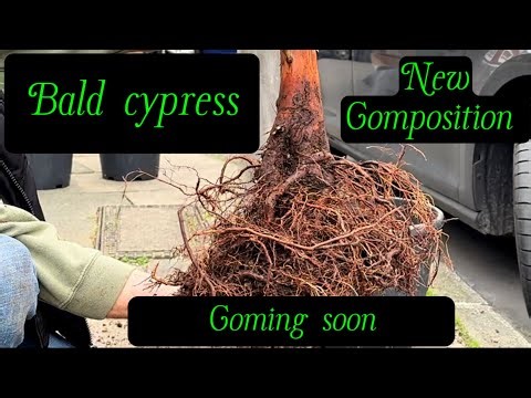 🚨Bald cypress bonsai, root work for a new composition