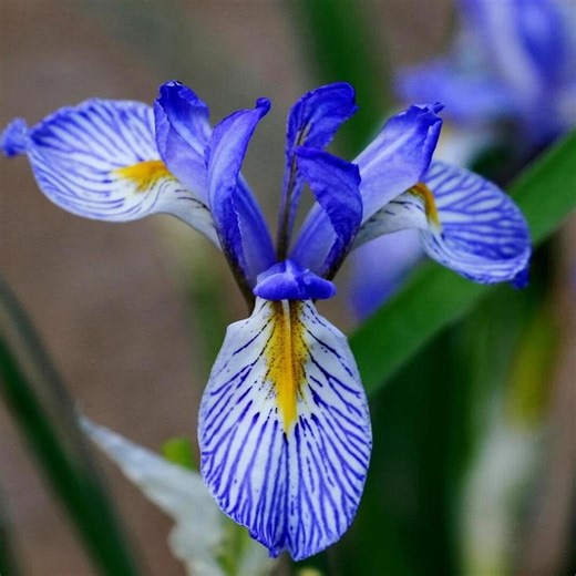 25 Seeds | Wild Blue Iris Flower Seeds, Hardy Perennial Blooms, Elegant Purple-blue Petals, Easy to Grow Garden Favorite - Etsy