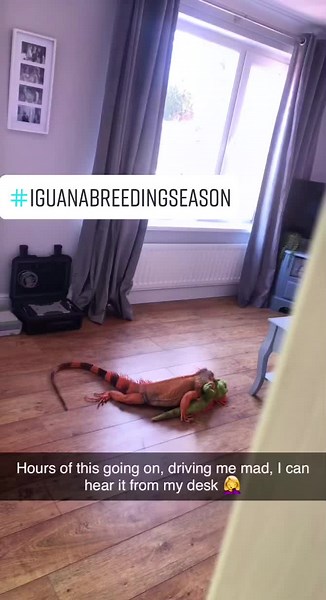 Iguanas in Breeding Season: A Natural Love Story