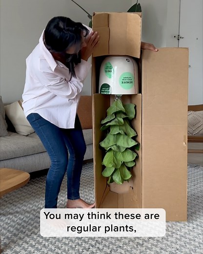 7.7K reactions · 701 shares | Elevate your home decor with easyplant's self-watering plants, that you only need to fill ONCE a month! 華 These low-maintenance beauties make it easy to bring a touch of nature indoors, even if you don't have the greenest thumb.  | easyplant | Facebook