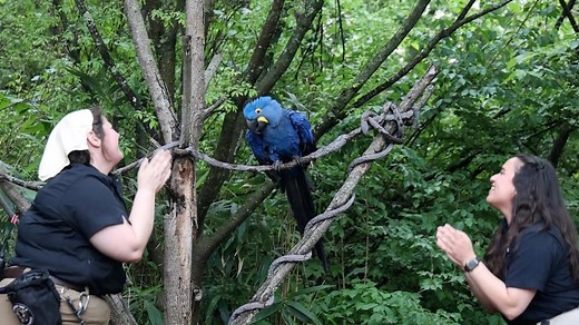 Meet the hyacinth macaw that loves to harmonize and dance