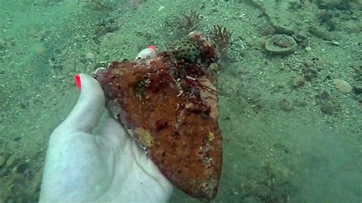 Diver finds extraordinarily rare Megalodon shark tooth off coast of Florida