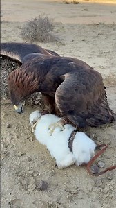 The Golden Eagle’s Natural Instinct in the Wild #shorts #shortsfeed #shortsyoutube #shortsvideo