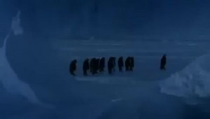 Penguin falls down. Other penguins: Are you okay? Fallen penguin: Awesome!! | Spot Magazine