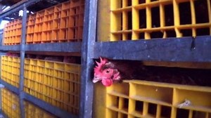 Factory chickens ‘scalded to death’