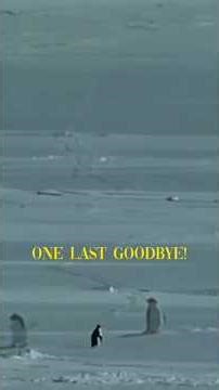 Instagram Famous Penguin 🐧 Viral video!! explanation #shorts