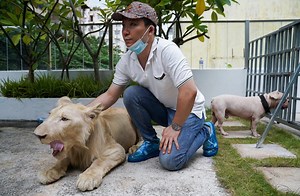 WATCH: A defanged and declawed pet lion that was confiscated by authorities has been returned to its Chinese owner after the Cambodian Prime Minister intervened, saying it was a "special case". Read more: https://tdy.sg/2TITYK6 | TODAY