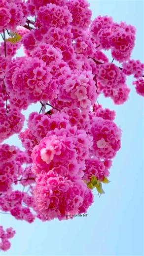 These Flowers Look Like Cotton Candy 🍭🌸 #travel #flowers #nothingimposibleinthisworld