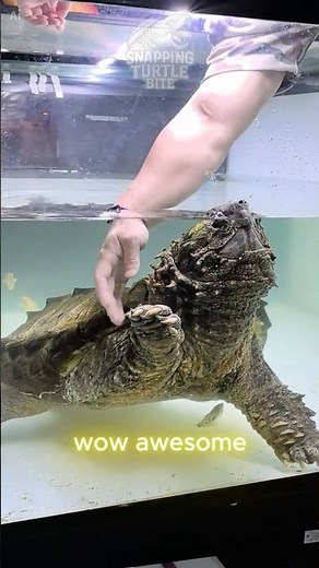 Turtle Bite VS Alligator Bite Which is WORSE?