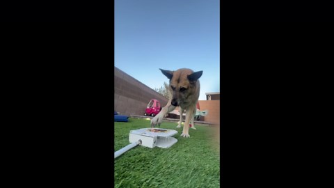 Dog has a blast playing with step-on water fountain in Las Vegas, Nevada