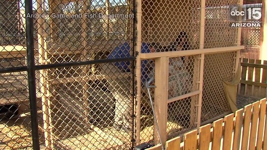 106K views · 2.9K reactions | HAPPY ENDING: A 6-month-old orphaned...