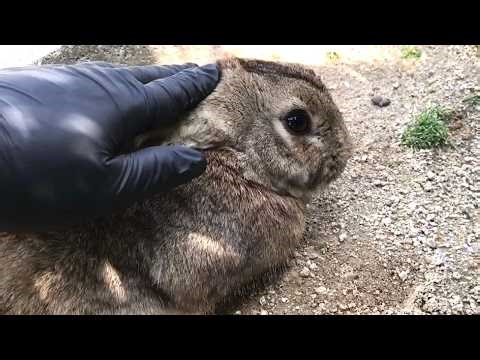I petted a chubby bunny with round, beady eyes, and it melted.