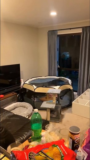 Crazy Cat： When Your Furry Friend Goes Bonkers!ca #cat #catsoftiktok #catlover #funny #funnyvideos #foryou | Jaliiel Feria