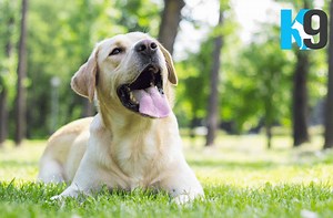 Dog Training Sunshine Coast | Dog Behaviour Training with The K9 Centre