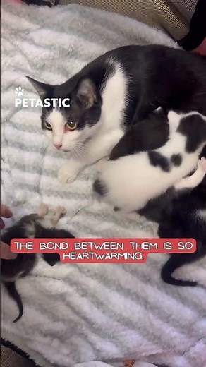 Mother Cat Welcomes Kittens With the Sweetest Love