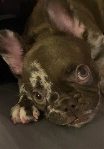 Entertaining a Funny Frenchie: Hilarious Moments